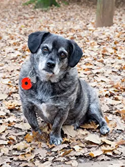 Jack: Jack Russell / Pug cross (Jug) - wearing remembrance poppy o