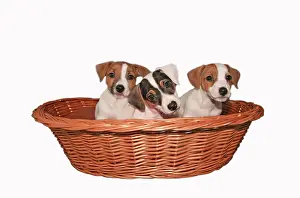 Punnet: Jack Russell puppies