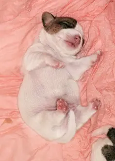 Singly: Jack Russell puppy