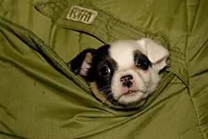 Owners: Jack Russell puppy peering out of owner's anorak pocket UK