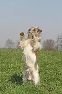 Begs: Jack Russell-Shi Tzu hybrid, standing on it's hind