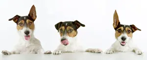 Cheeky: Jack Russell Terrier - three