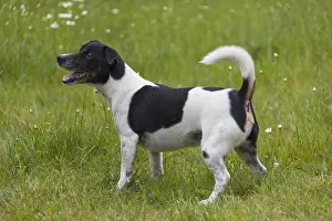 051217: Jack Russell Terrier - adult male - Germany