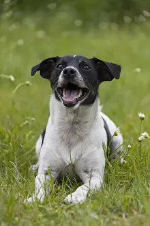 051217: Jack Russell Terrier - adult male - Germany