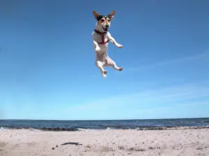 Townsmall: Jack Russell Terrier on the beach, jumps in the