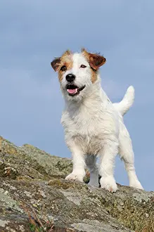 Wildlif: Jack Russell Terrier, brown-white, bitch, attentively