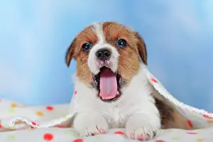 Cuddle: Jack Russell Terrier, brown white, puppy 5 weeks