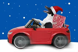 161118: Jack Russell Terrier, in car with Christmas hat and present