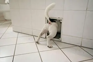 Bathroom: Jack Russell Terrier, curious, looks into a hole