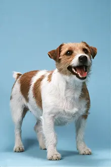 Russells: JACK RUSSELL TERRIER DOG
