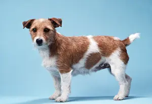 Docked: JACK RUSSELL TERRIER DOG