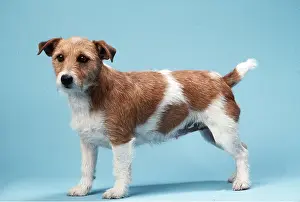 Russells: JACK RUSSELL TERRIER DOG