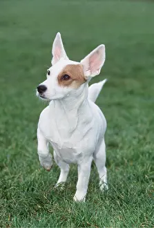 Russell: JACK RUSSELL TERRIER DOG