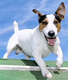 Obedience: Jack Russell Terrier DOG