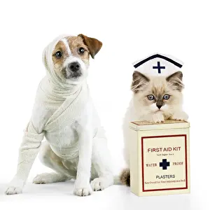 Uniform: Jack Russell Terrier Dog in a bandage with Ragdoll