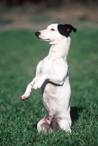 Russell: Jack Russell Terrier Dog - BEGGING