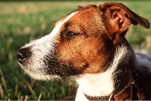 Russell: JACK RUSSELL TERRIER DOG - Close up of face