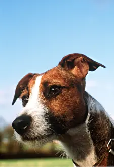 Russell: JACK RUSSELL TERRIER DOG - Close-up head