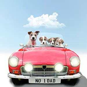 Convertible: Jack Russell Terrier Dog driving car, adult with puppies