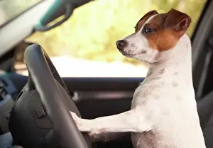 Ride: Jack russell terrier dog enjoying a car ride
