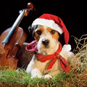 Gypsy: Jack Russell Terrier Dog - in gypsy setting wearing