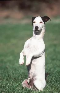 Penis: JACK RUSSELL TERRIER DOG - up on hindlegs