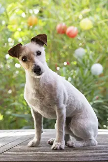 Cocked: Jack Russell Terrier Dog outdoors