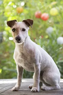 080917: Jack Russell Terrier Dog outdoors