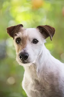 080917: Jack Russell Terrier Dog outdoors