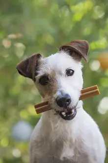 Chew: Jack Russell Terrier Dog outdoors