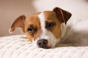 Pillow: Jack russell terrier dog portrait on pillow