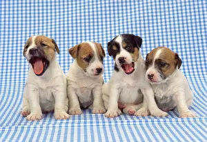 Gingham: Jack Russell Terrier Dog - puppies on blue gingham