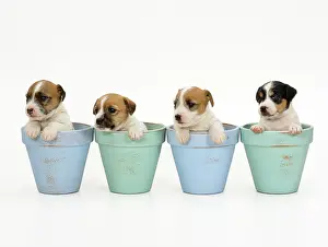 Jack: Jack Russell Terrier Dog - puppies in flowerpots