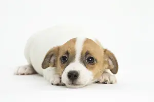 Upset: Jack Russell Terrier Dog, puppy