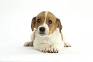Upset: Jack Russell Terrier Dog, puppy