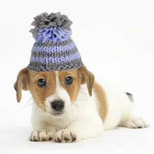 290621: Jack Russell Terrier Dog, puppy wearing a woollen bobble hat