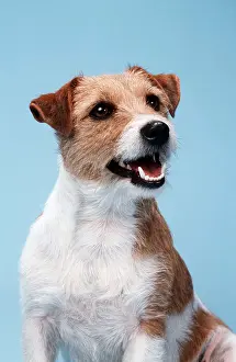 Russells: Jack Russell Terrier DOG - sitting