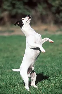 Russell: Jack Russell Terrier Dog - standing up