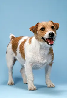 Docked: Jack Russell Terrier Dog - standing, head on