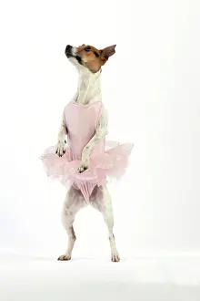 Tutu: Jack Russell Terrier Dog - wearing a tutu