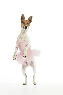 Tutu: Jack Russell Terrier Dog - wearing a tutu