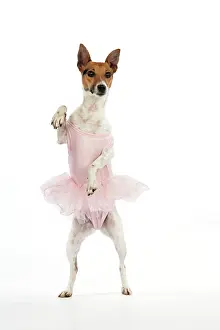 Tutu: Jack Russell Terrier Dog - wearing a tutu