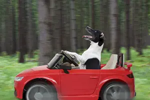 161118: Jack Russell Terrier, driving car through forest