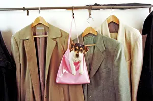 Handbag: Jack Russell Terrier in the handbag at the coat