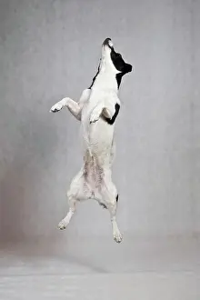 Internal: Jack Russell Terrier jumping into the air