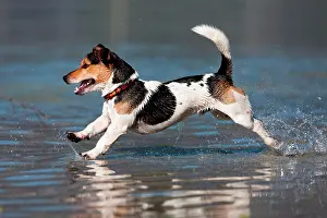 Leap: Jack Russell Terrier jumping in water, North Tyrol