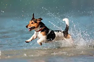 Leap: Jack Russell Terrier jumping in water, North Tyrol