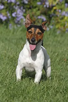 Tricolors: Jack Russell Terrier on a lawn France