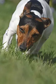 Tricolors: Jack Russell Terrier on a lawn France