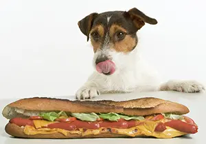 Drooling: Jack Russell Terrier - looking at sandwich on table